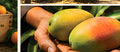 Premium Zebdia Mango