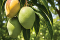 Premium Keitt Mango