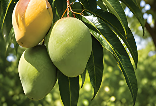 Premium Keitt Mango