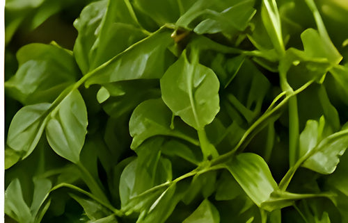 Herbs & Greens
